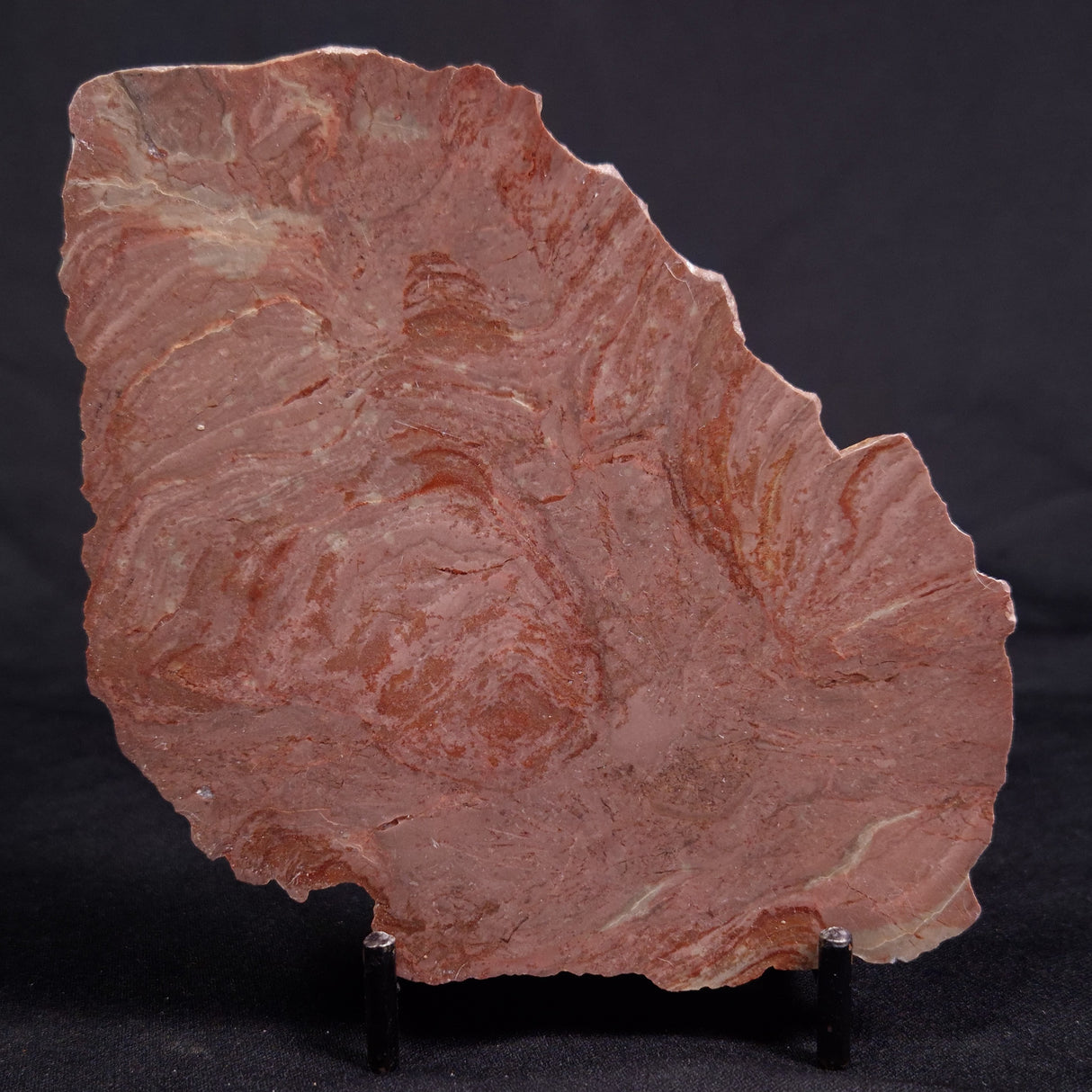 ACACIELLA AUSTRALICA STROMATOLITE, Proterozoic, Australia ZAA030