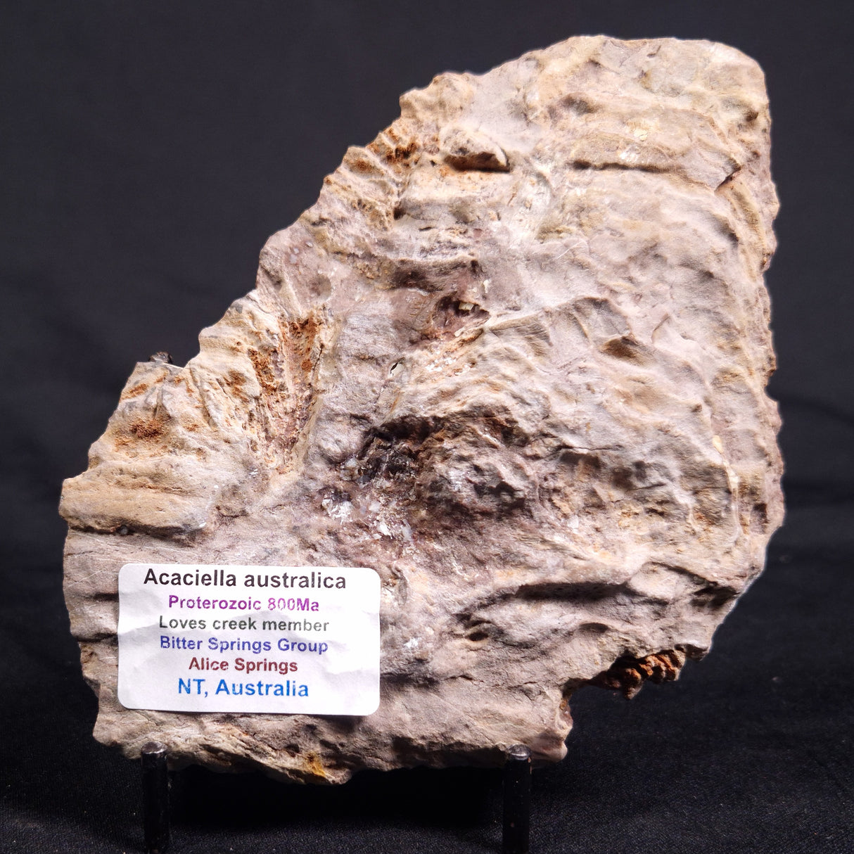 ACACIELLA AUSTRALICA STROMATOLITE, Proterozoic, Australia ZAA030