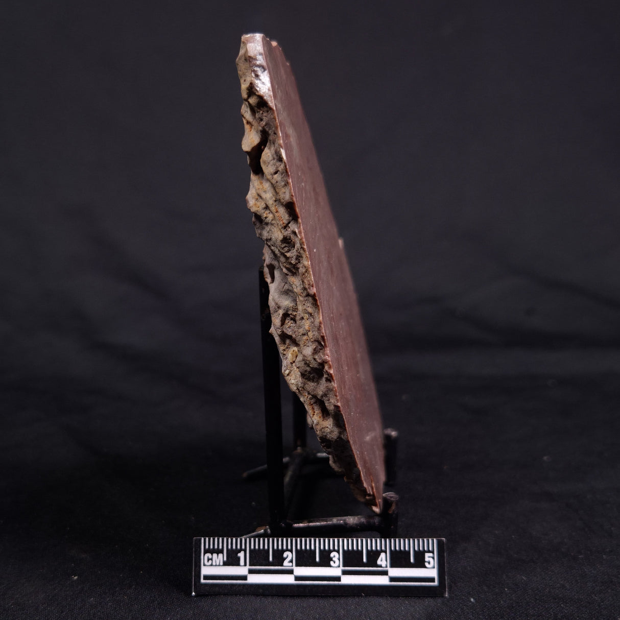 ACACIELLA AUSTRALICA STROMATOLITE, Proterozoic, Australia ZAA030