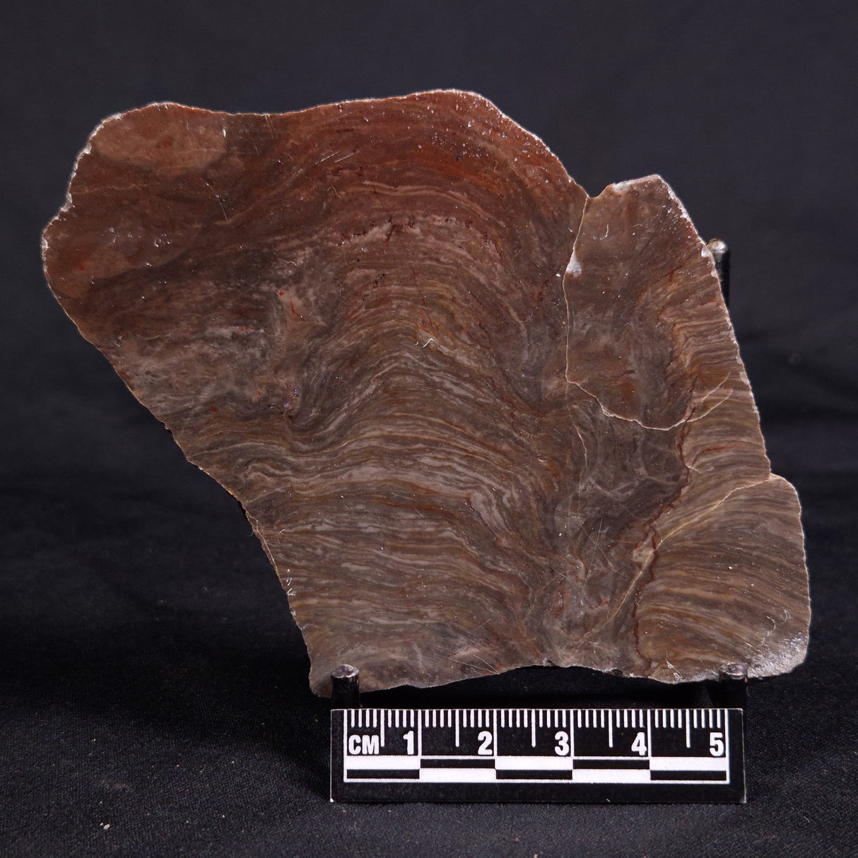 ACACIELLA AUSTRALICA STROMATOLITE, Proterozoic, Australia ZAA031
