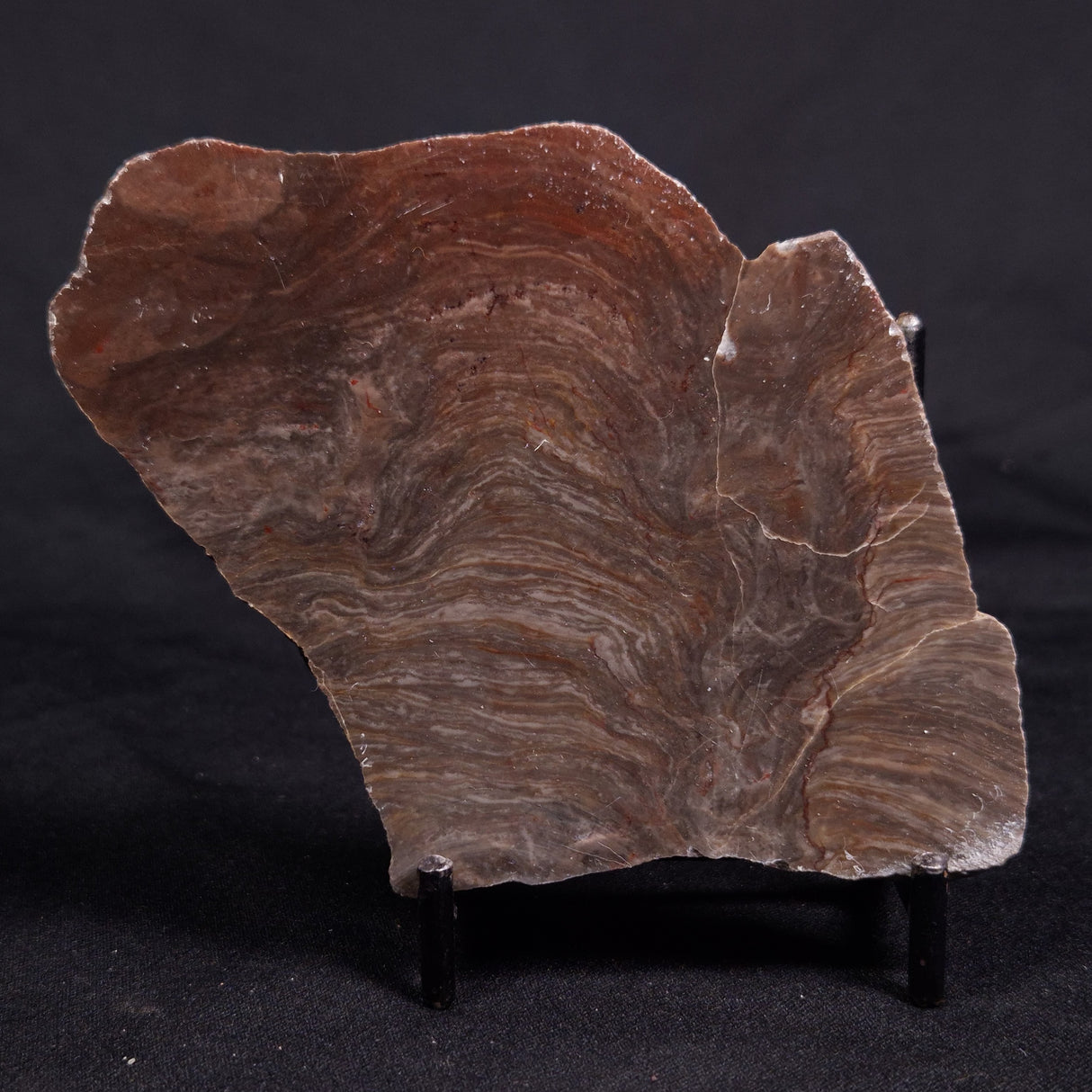 ACACIELLA AUSTRALICA STROMATOLITE, Proterozoic, Australia ZAA031