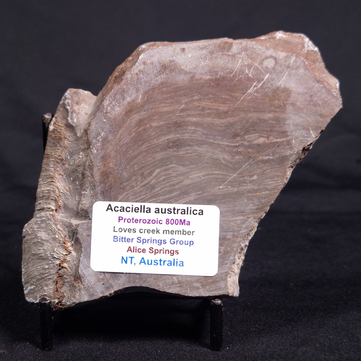 ACACIELLA AUSTRALICA STROMATOLITE, Proterozoic, Australia ZAA031