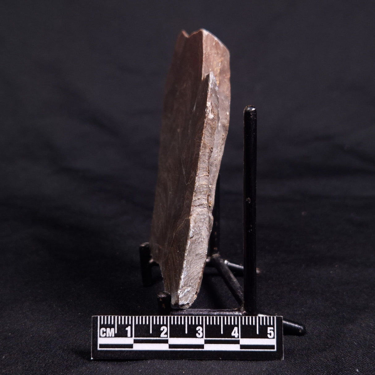 ACACIELLA AUSTRALICA STROMATOLITE, Proterozoic, Australia ZAA031