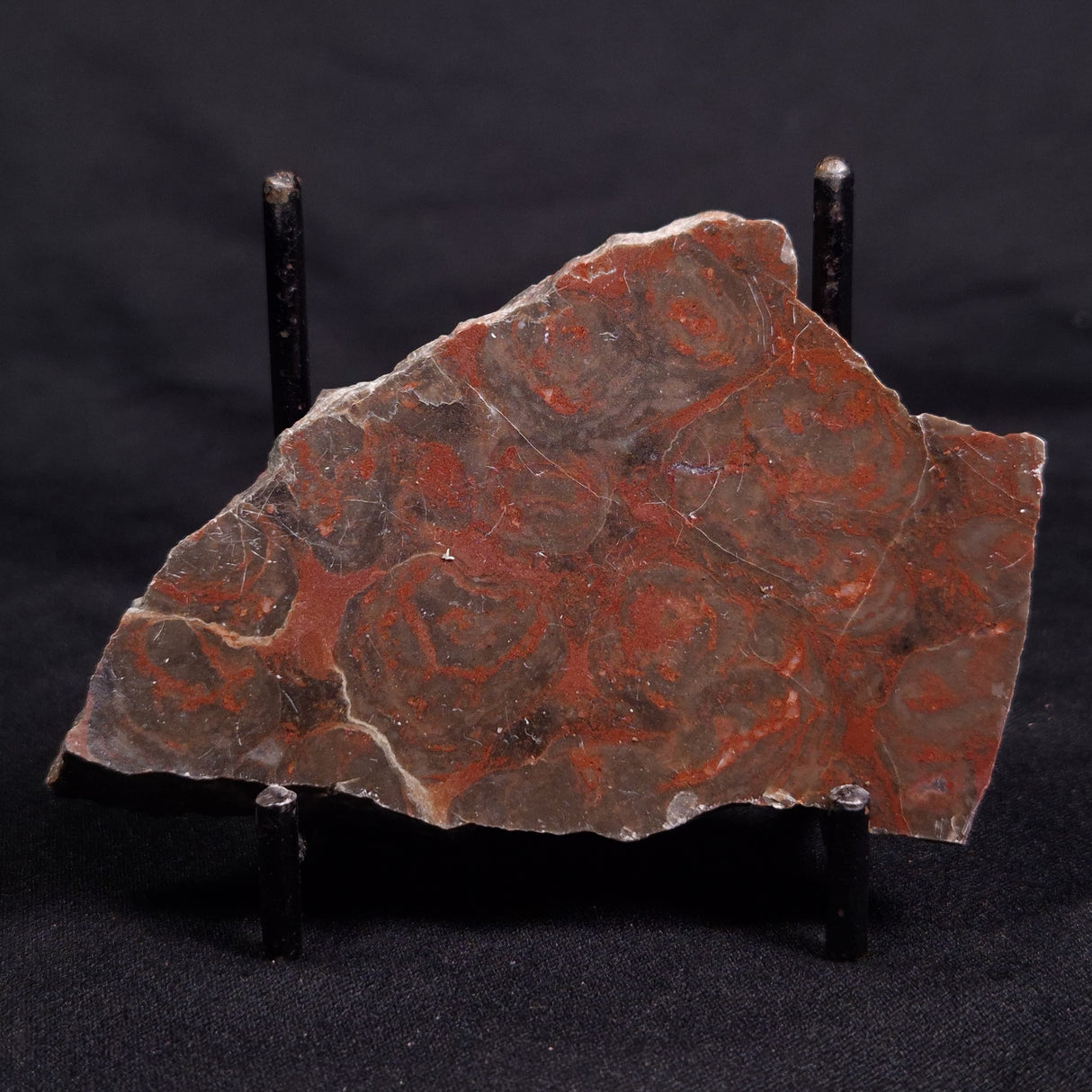 ACACIELLA AUSTRALICA STROMATOLITE, Proterozoic, Australia ZAA032