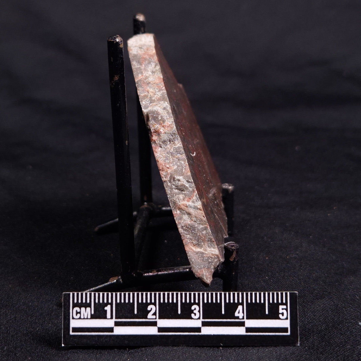 ACACIELLA AUSTRALICA STROMATOLITE, Proterozoic, Australia ZAA032