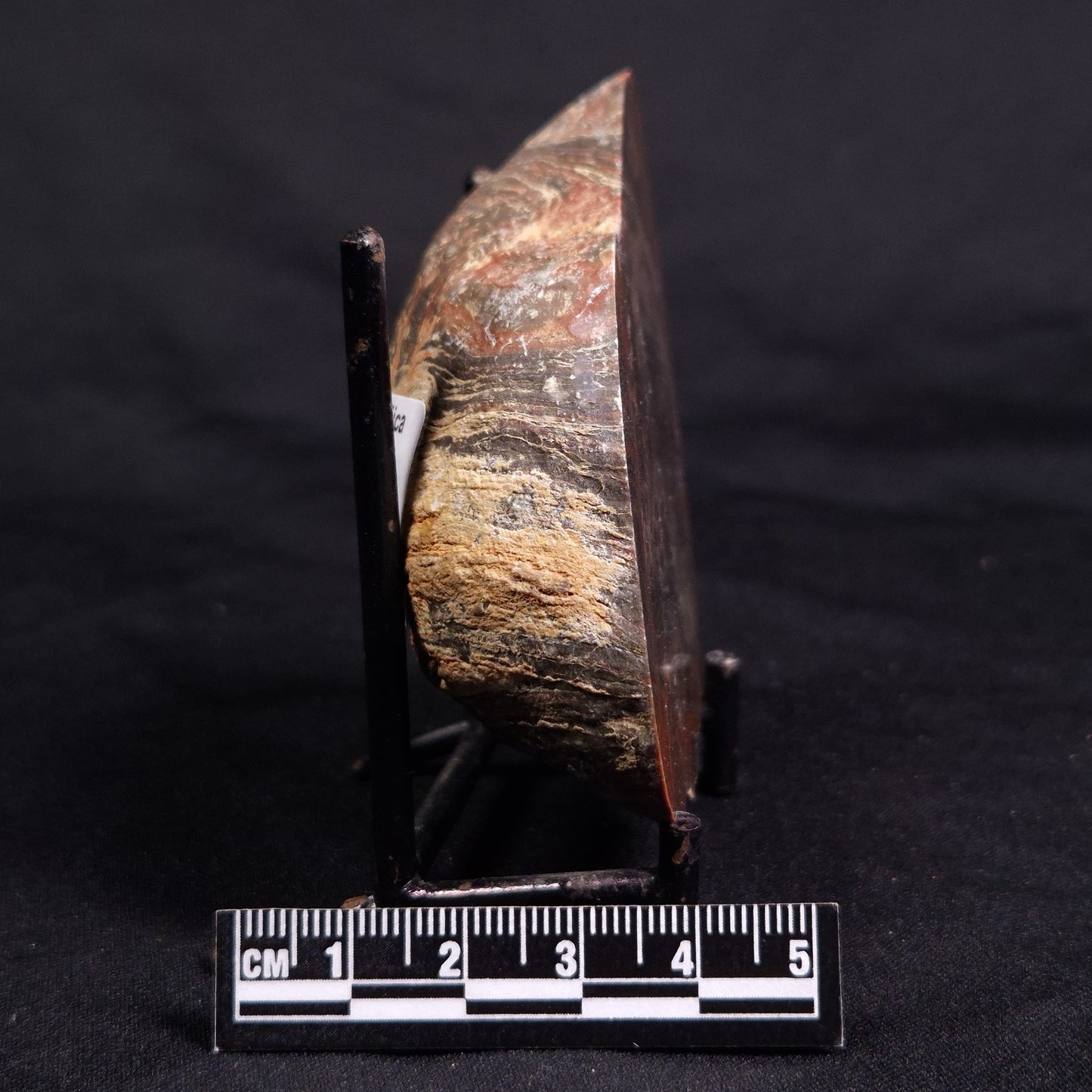 ACACIELLA AUSTRALICA STROMATOLITE, Proterozoic, Australia ZAA033