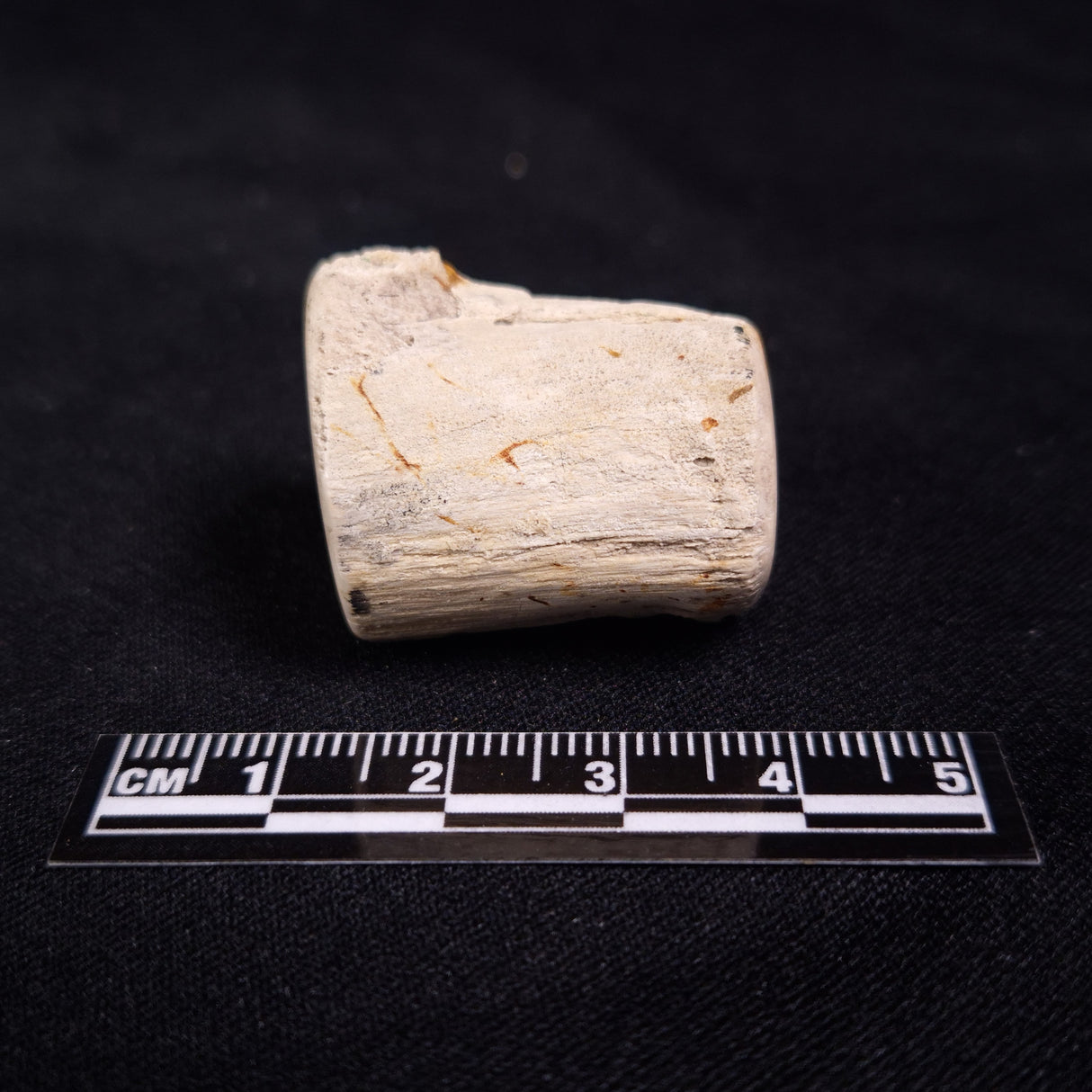 PETRIFIED WOOD, Jurassic, Australia XPL008