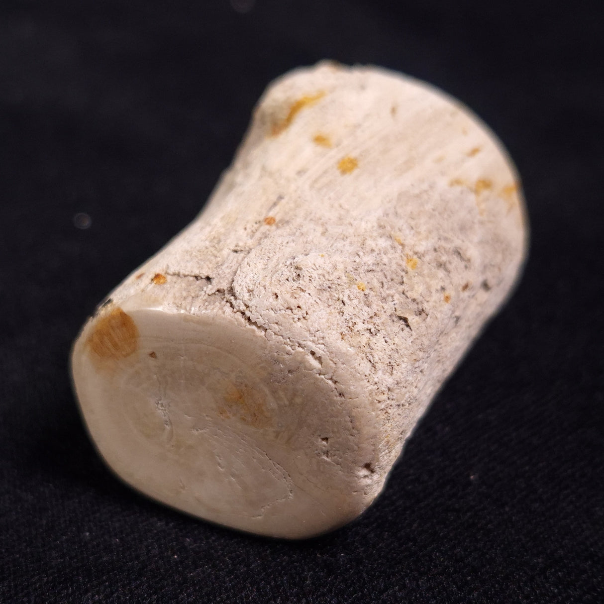 PETRIFIED WOOD, Jurassic, Australia XPL008