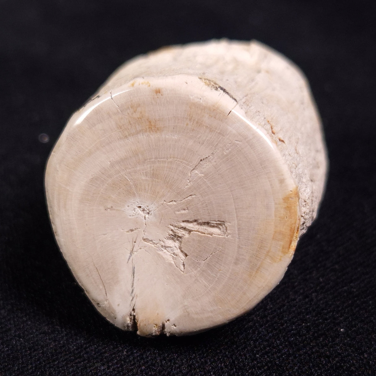 PETRIFIED WOOD, Jurassic, Australia XPL008