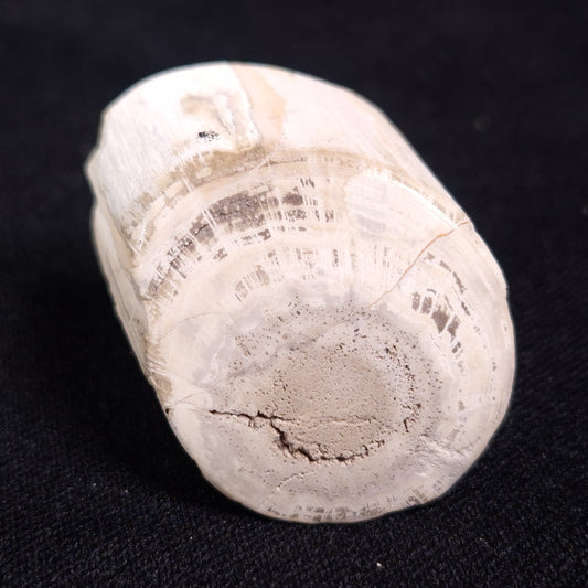 PETRIFIED WOOD, Jurassic, Australia XPL009