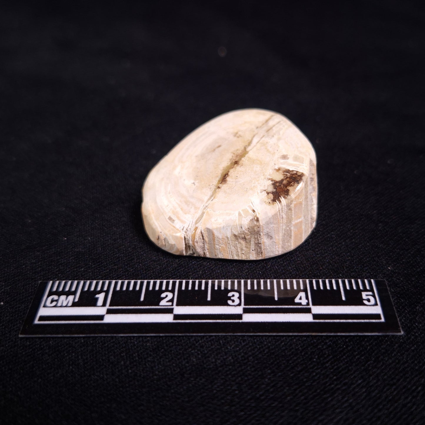 PETRIFIED WOOD, Jurassic, Australia XPL010