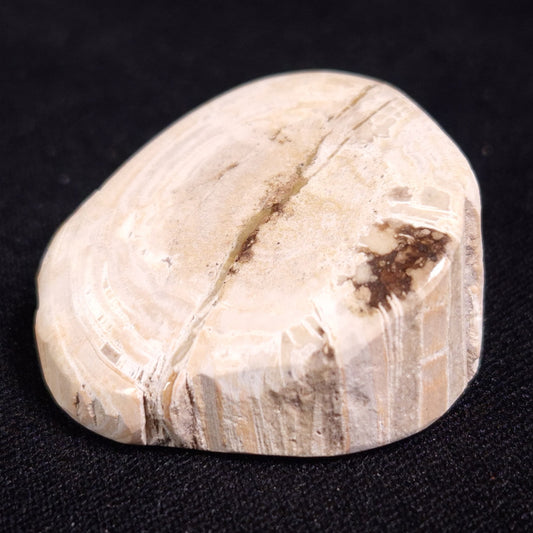 PETRIFIED WOOD, Jurassic, Australia XPL010