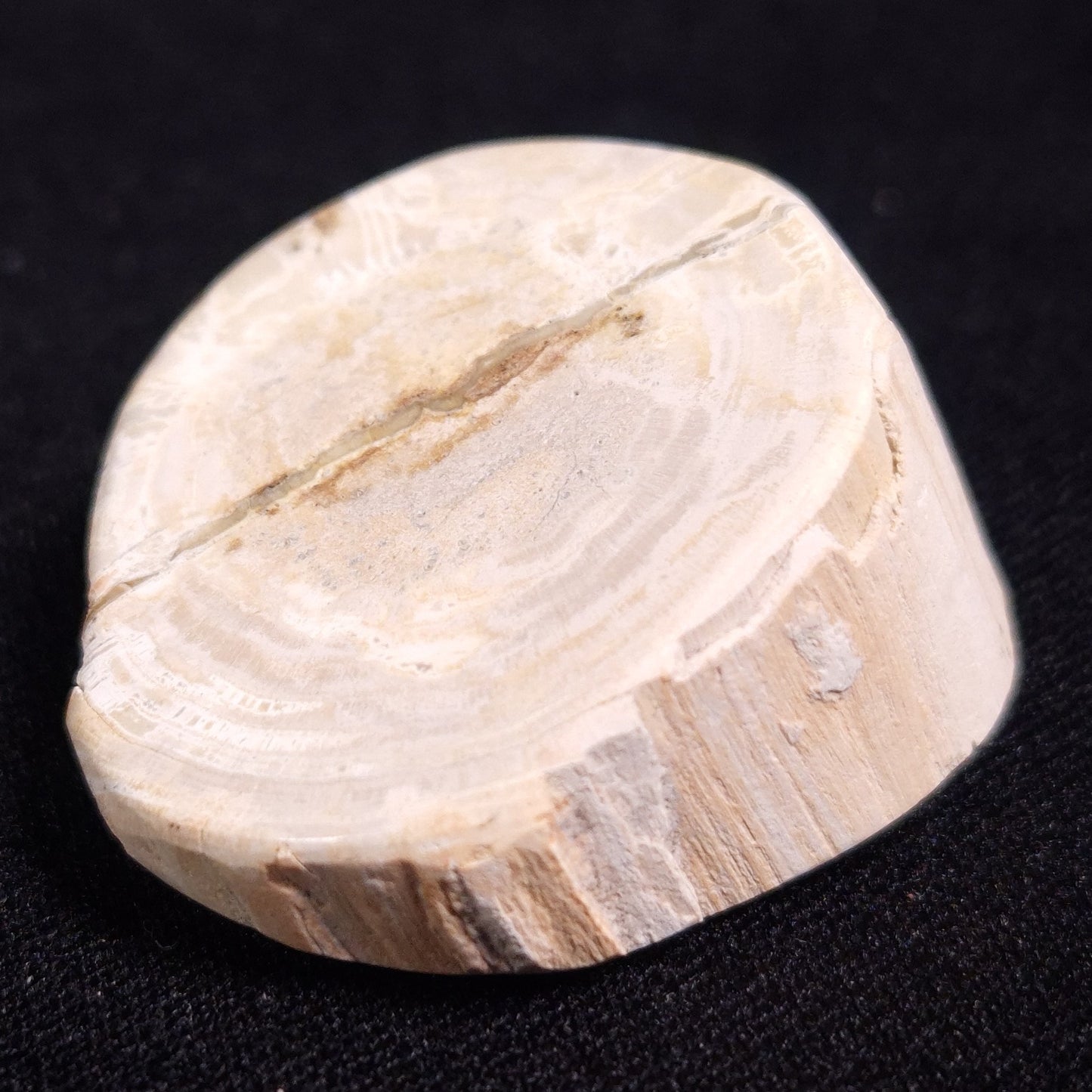PETRIFIED WOOD, Jurassic, Australia XPL010