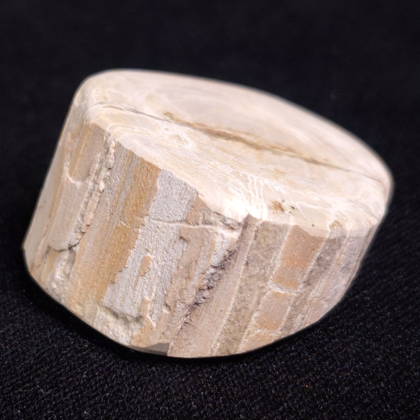 PETRIFIED WOOD, Jurassic, Australia XPL010