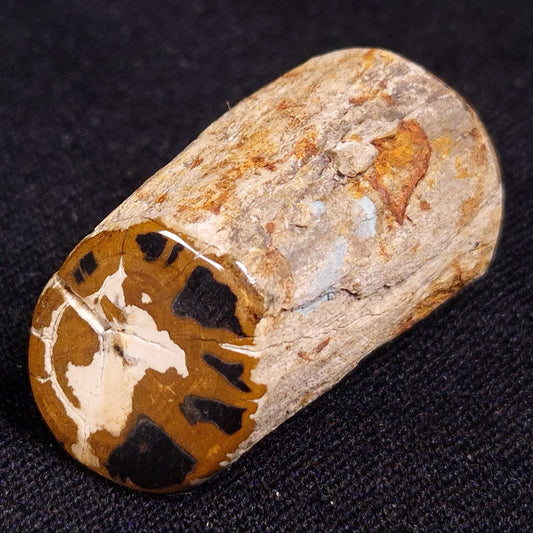 PETRIFIED WOOD, Jurassic, Australia XPL011