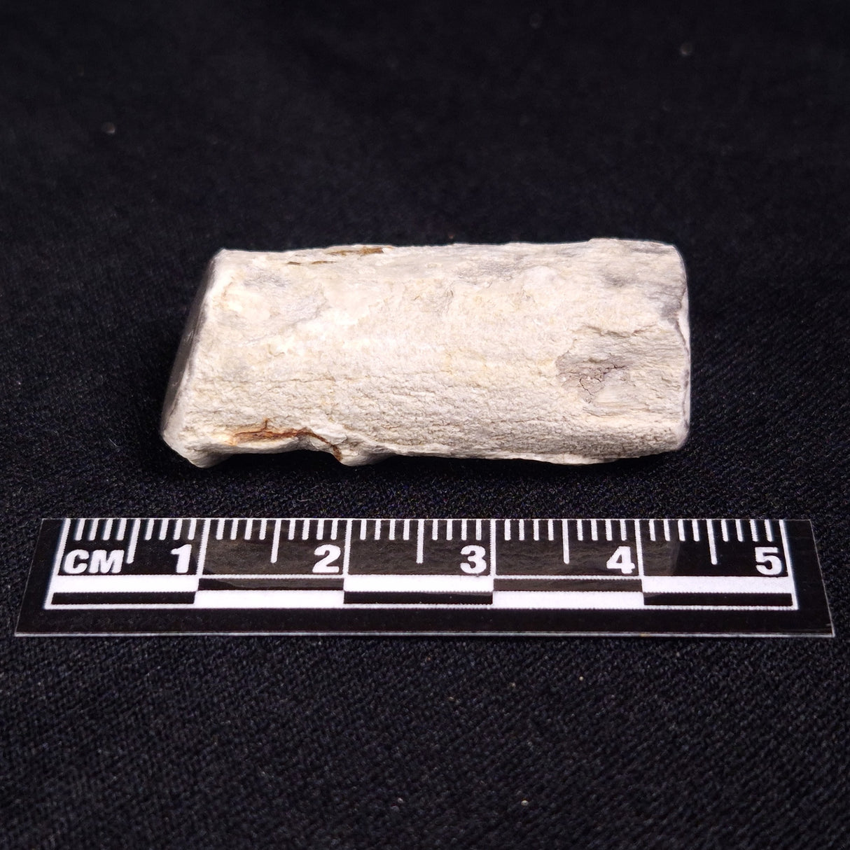 PETRIFIED WOOD, Jurassic, Australia XPL012