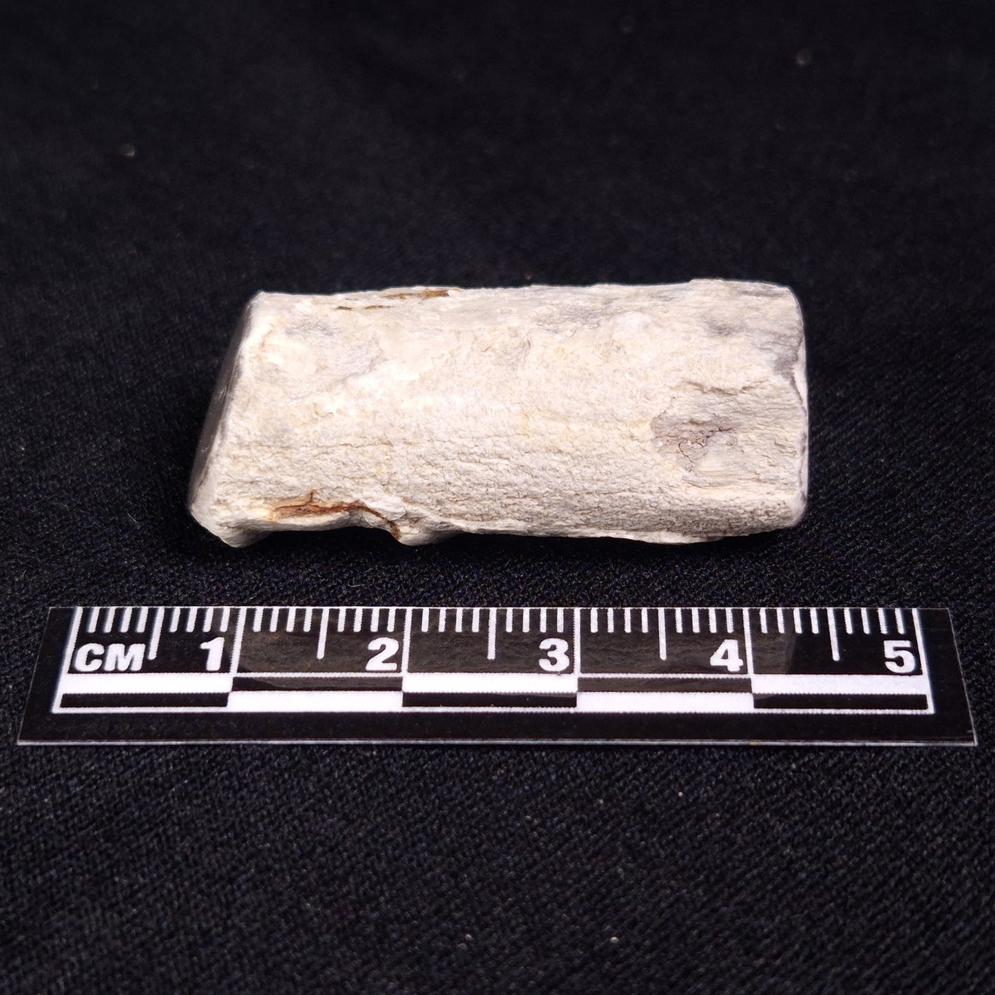 PETRIFIED WOOD, Jurassic, Australia XPL012