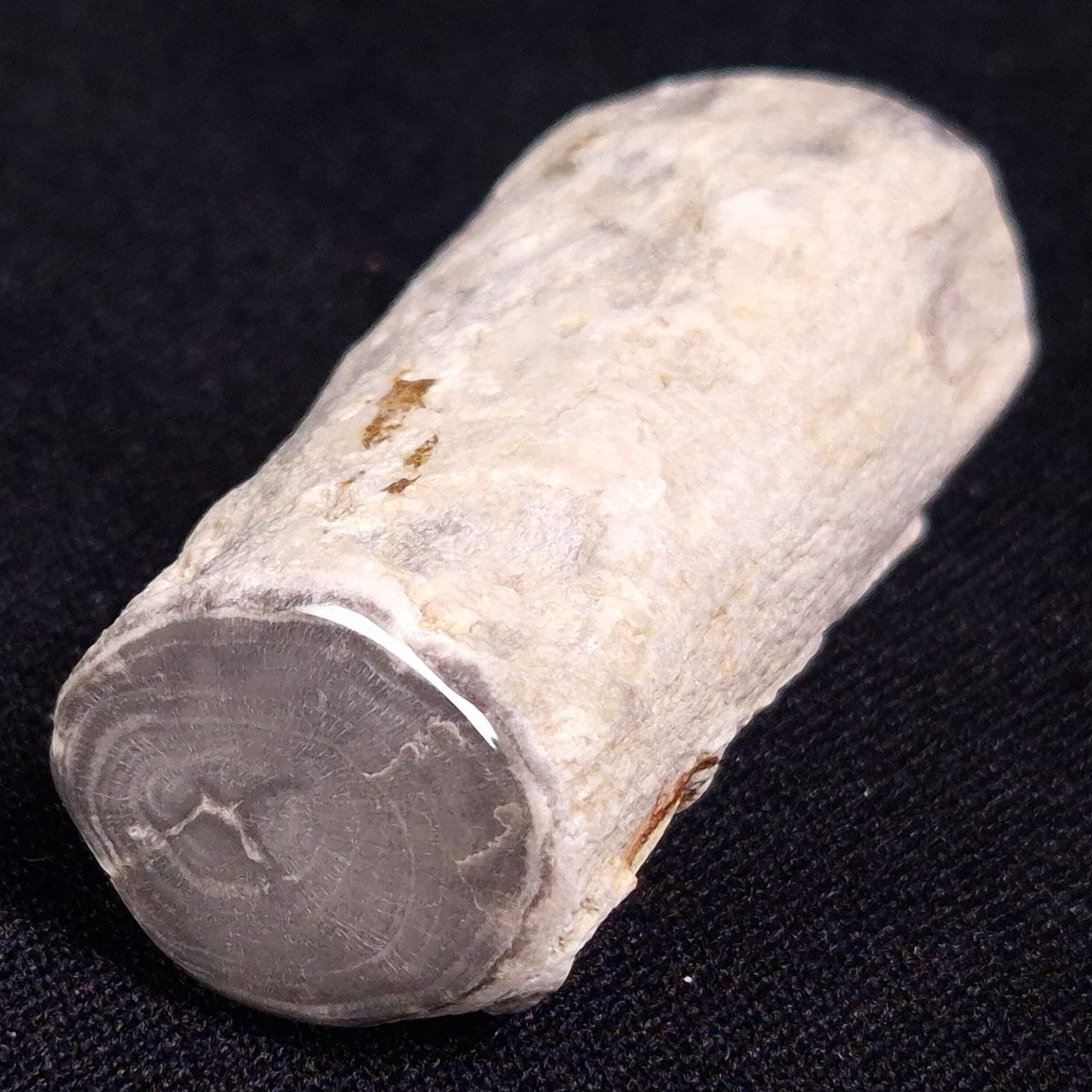 PETRIFIED WOOD, Jurassic, Australia XPL012