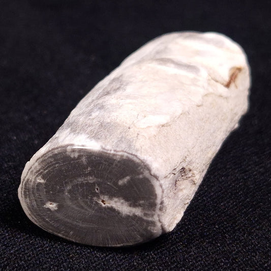 PETRIFIED WOOD, Jurassic, Australia XPL012