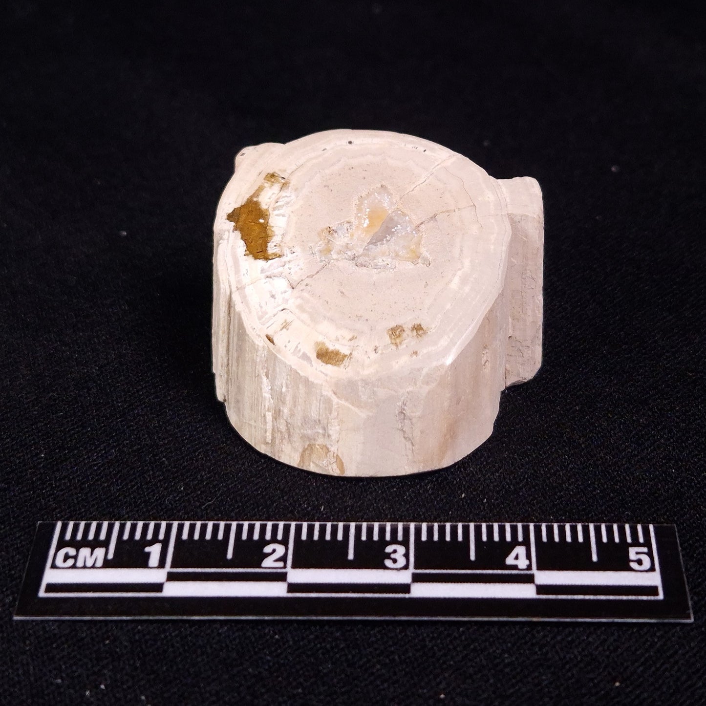 PETRIFIED WOOD, Jurassic, Australia XPL013