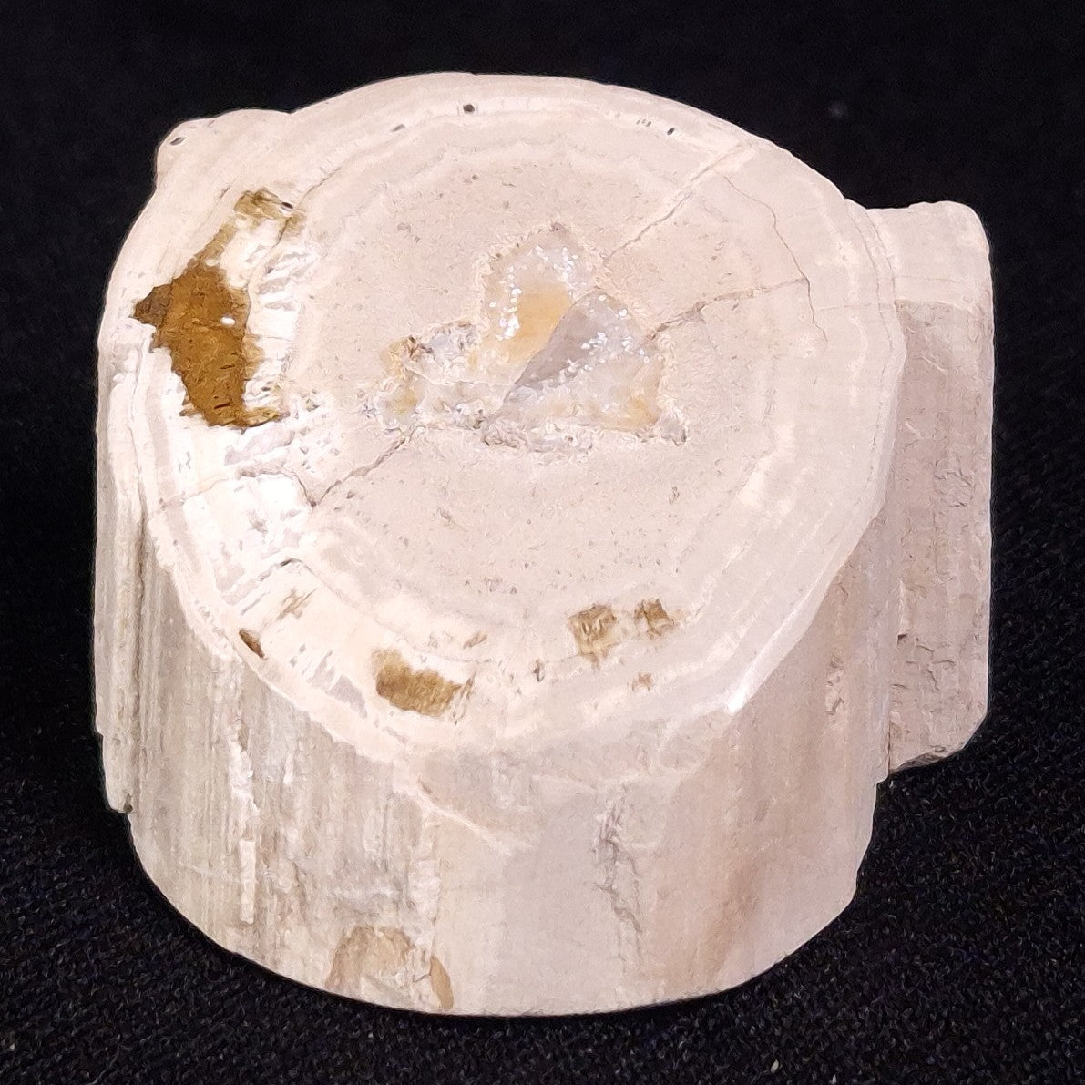 PETRIFIED WOOD, Jurassic, Australia XPL013