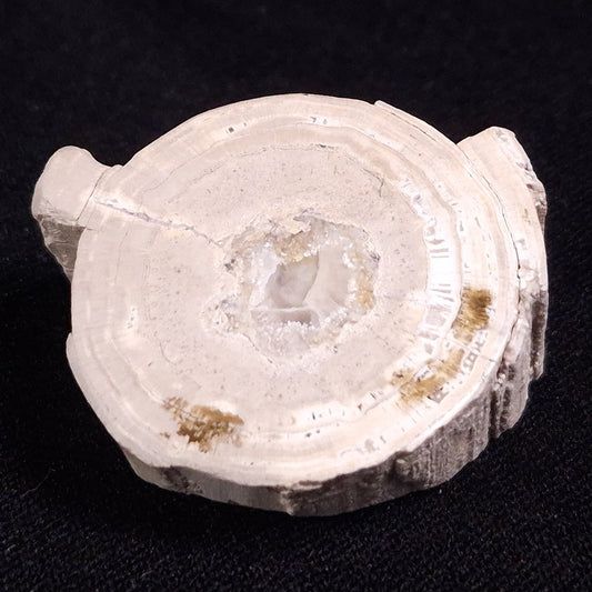 PETRIFIED WOOD, Jurassic, Australia XPL013