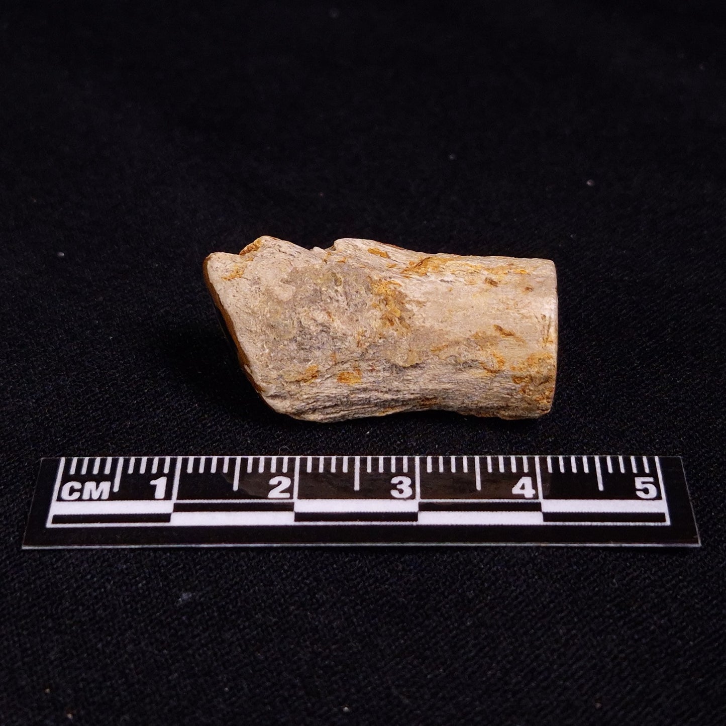 PETRIFIED WOOD, Jurassic, Australia XPL014