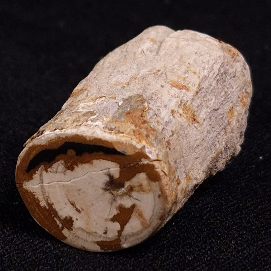 PETRIFIED WOOD, Jurassic, Australia XPL014