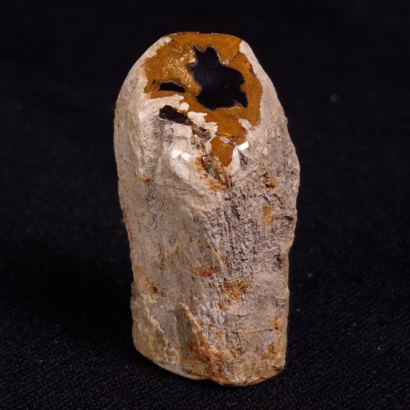 PETRIFIED WOOD, Jurassic, Australia XPL014
