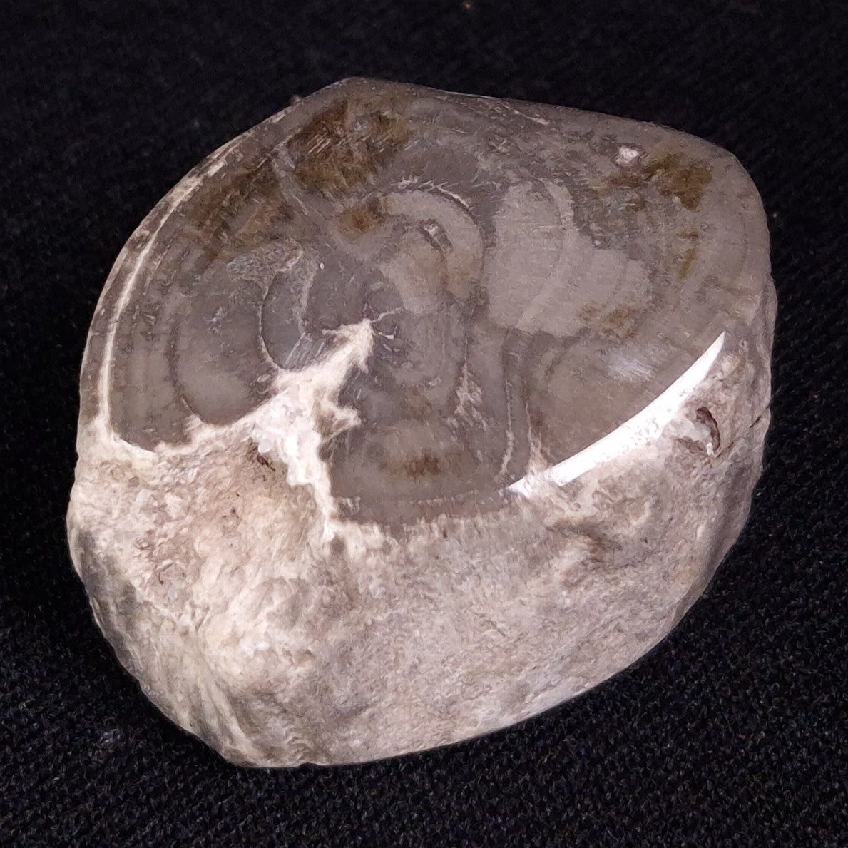 PETRIFIED WOOD, Jurassic, Australia XPL015