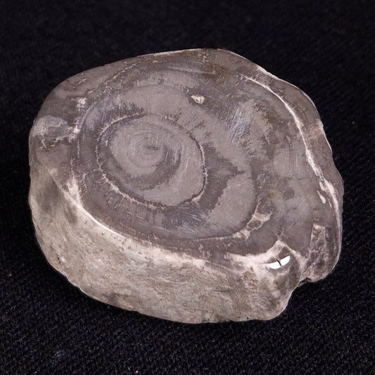 PETRIFIED WOOD, Jurassic, Australia XPL015