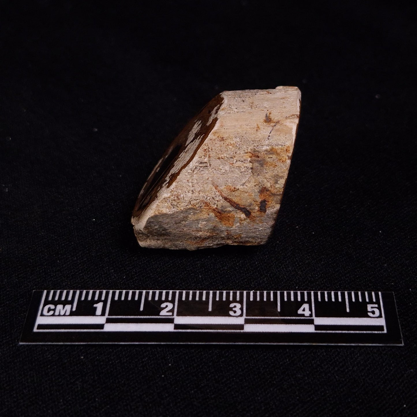 PETRIFIED WOOD, Jurassic, Australia XPL018