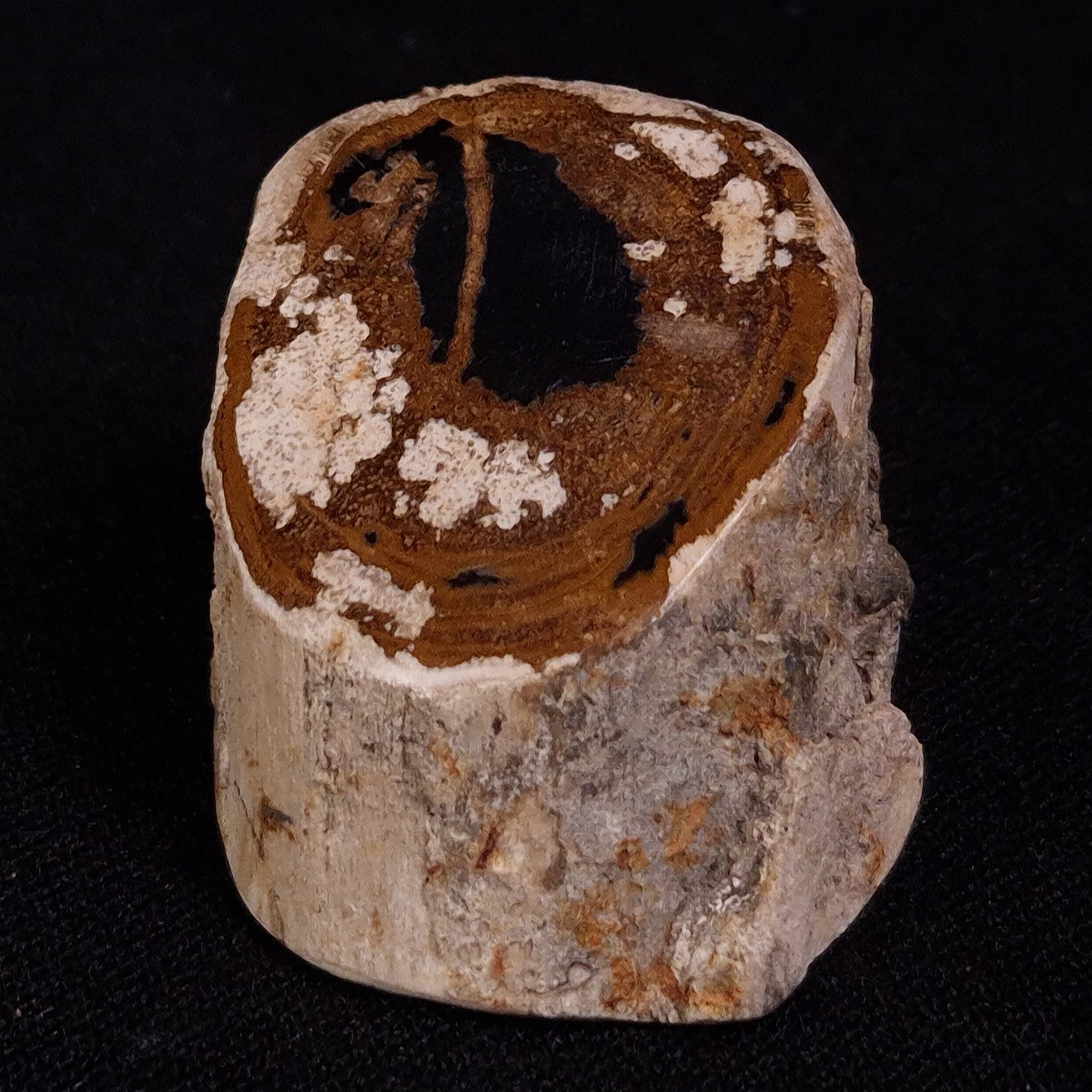 PETRIFIED WOOD, Jurassic, Australia XPL018