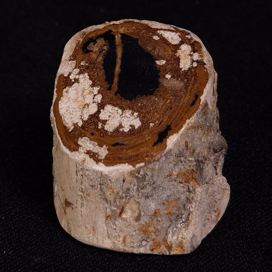 PETRIFIED WOOD, Jurassic, Australia XPL018