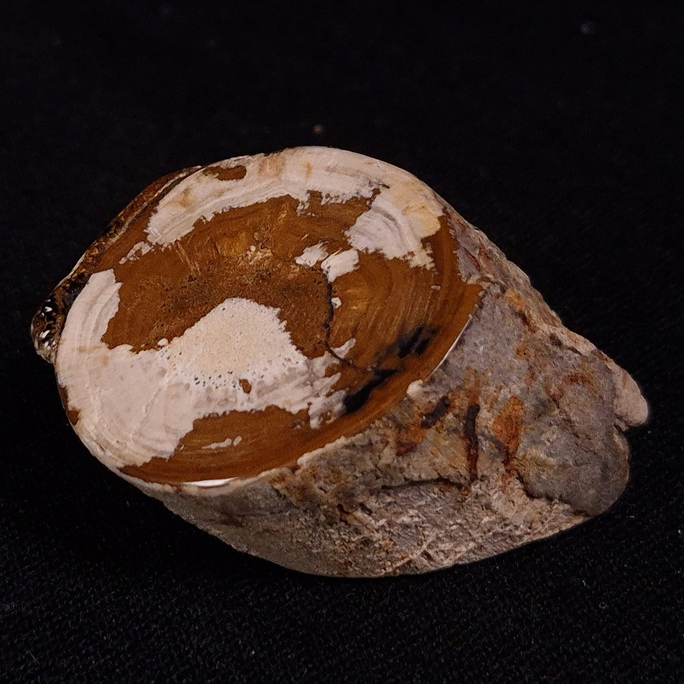 PETRIFIED WOOD, Jurassic, Australia XPL018