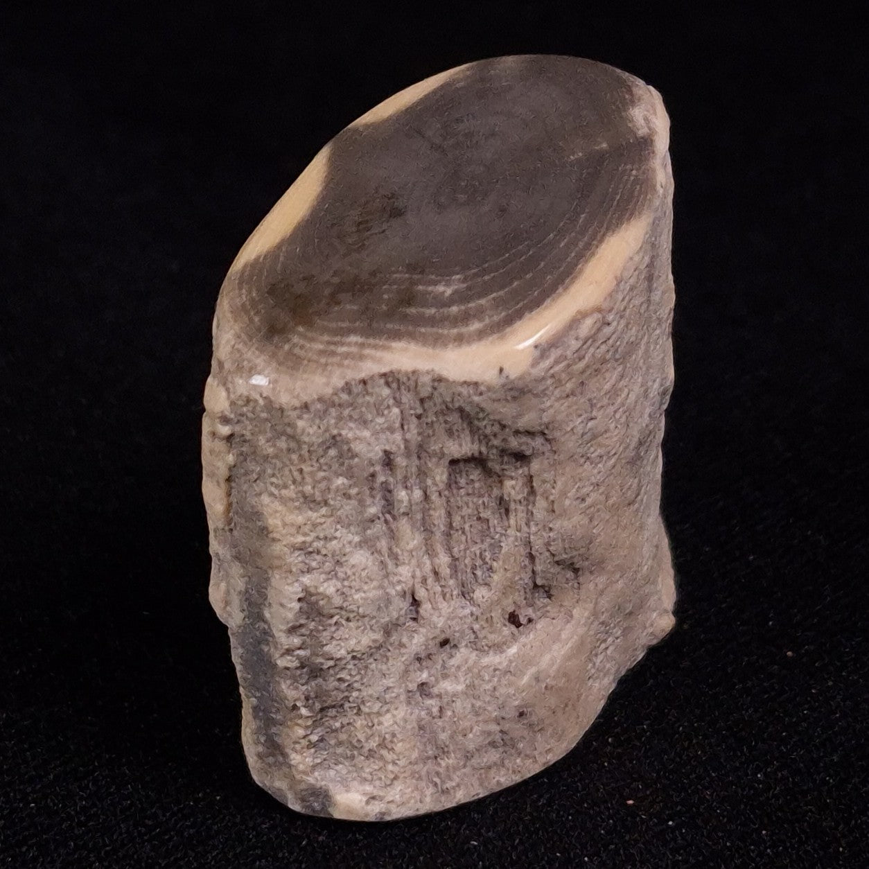 PETRIFIED WOOD, Jurassic, Australia XPL020