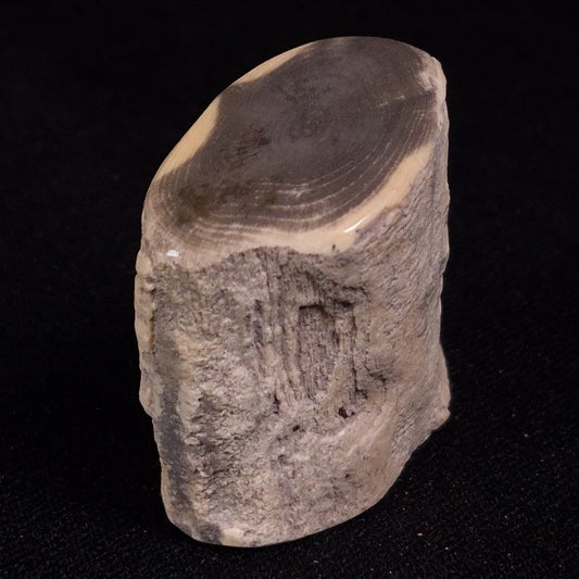 PETRIFIED WOOD, Jurassic, Australia XPL020