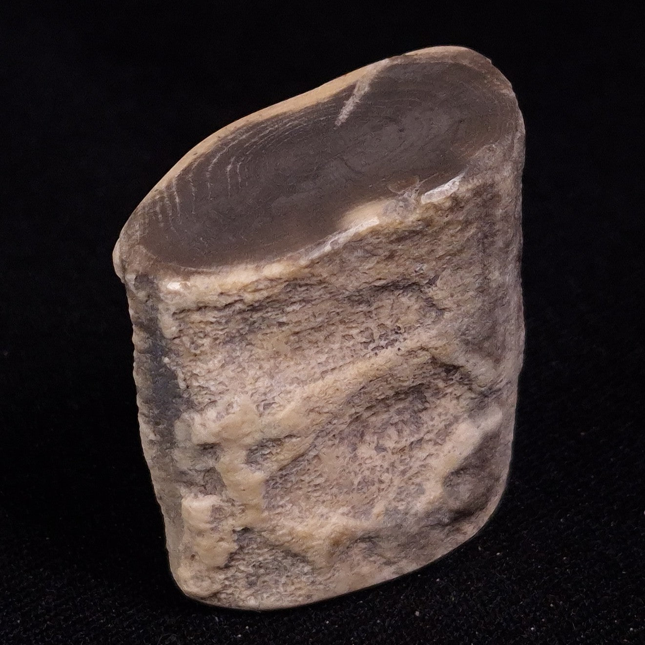 PETRIFIED WOOD, Jurassic, Australia XPL020