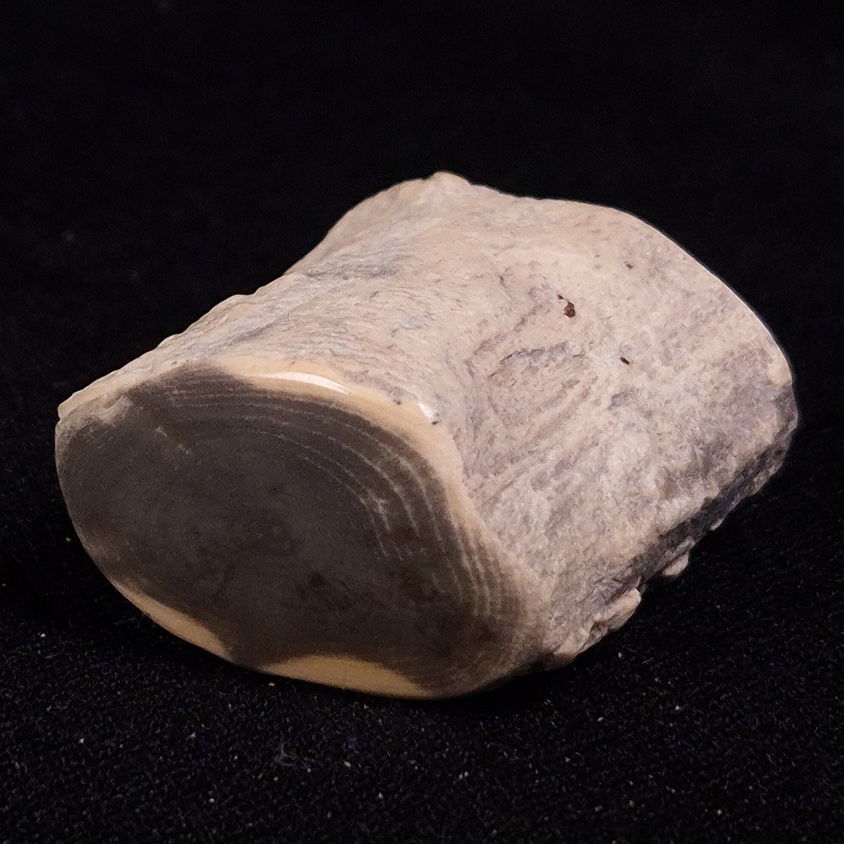 PETRIFIED WOOD, Jurassic, Australia XPL020