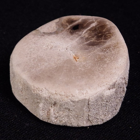 PETRIFIED WOOD, Jurassic, Australia XPL021