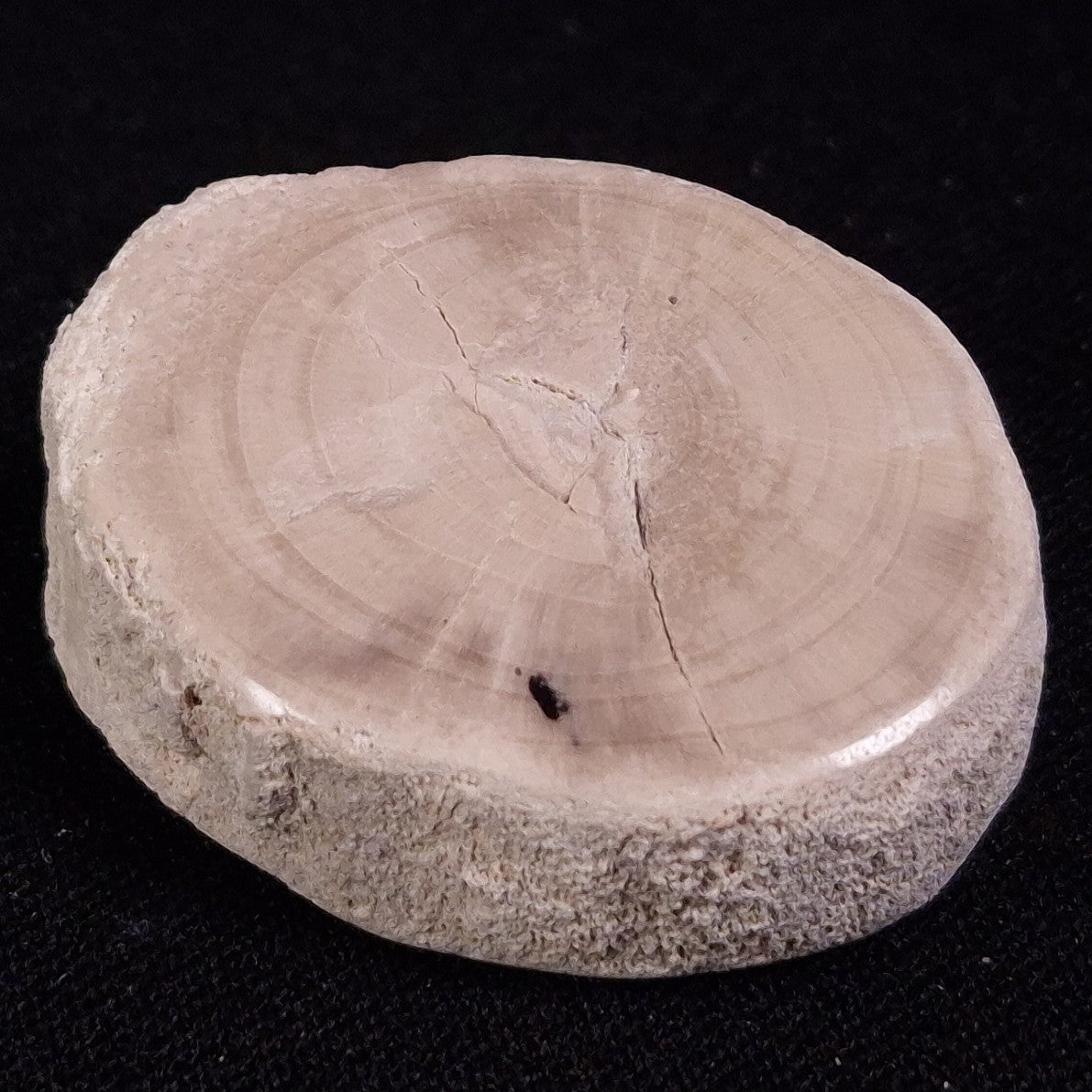 PETRIFIED WOOD, Jurassic, Australia XPL021