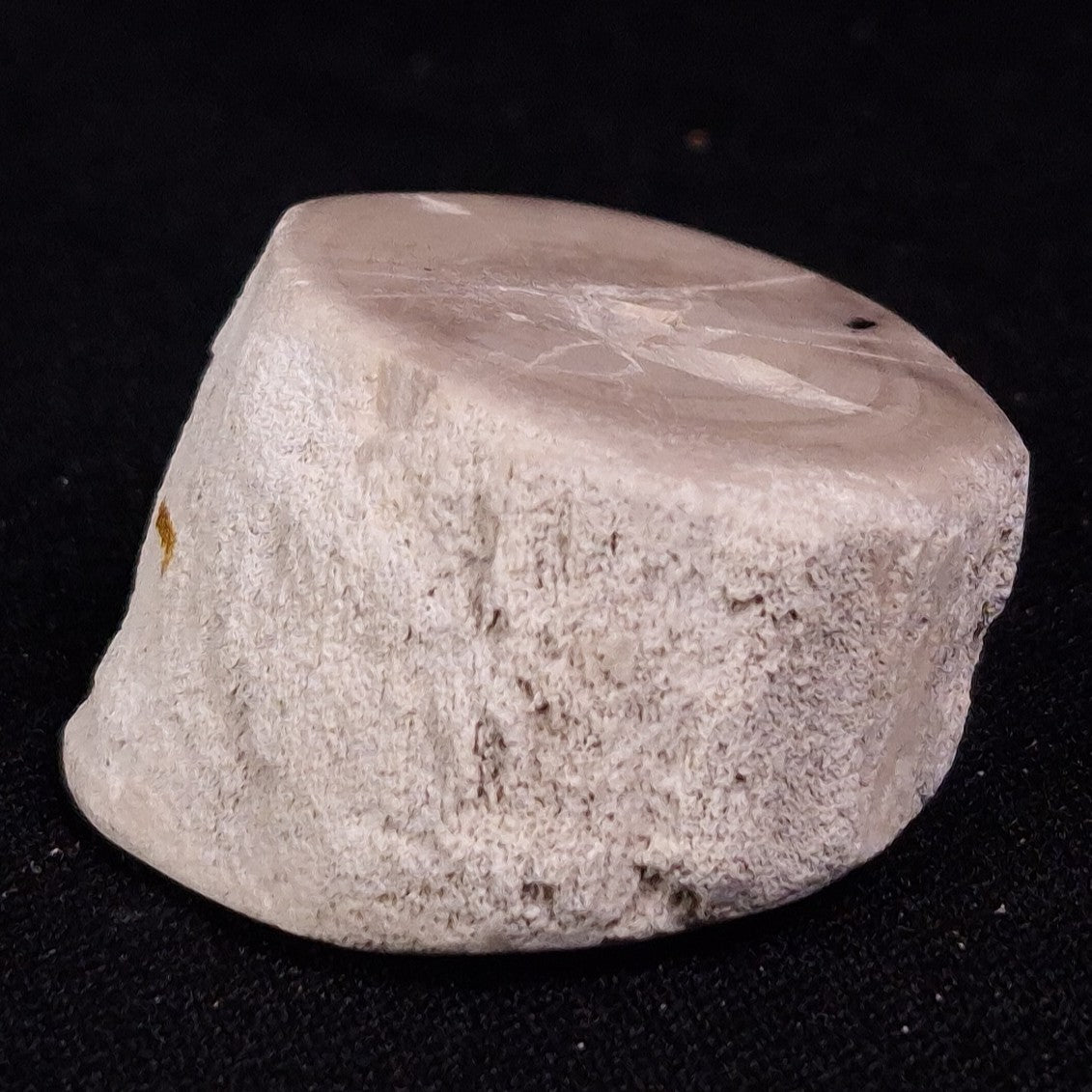 PETRIFIED WOOD, Jurassic, Australia XPL021