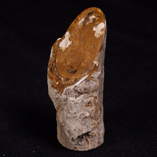 PETRIFIED WOOD, Jurassic, Australia XPL022