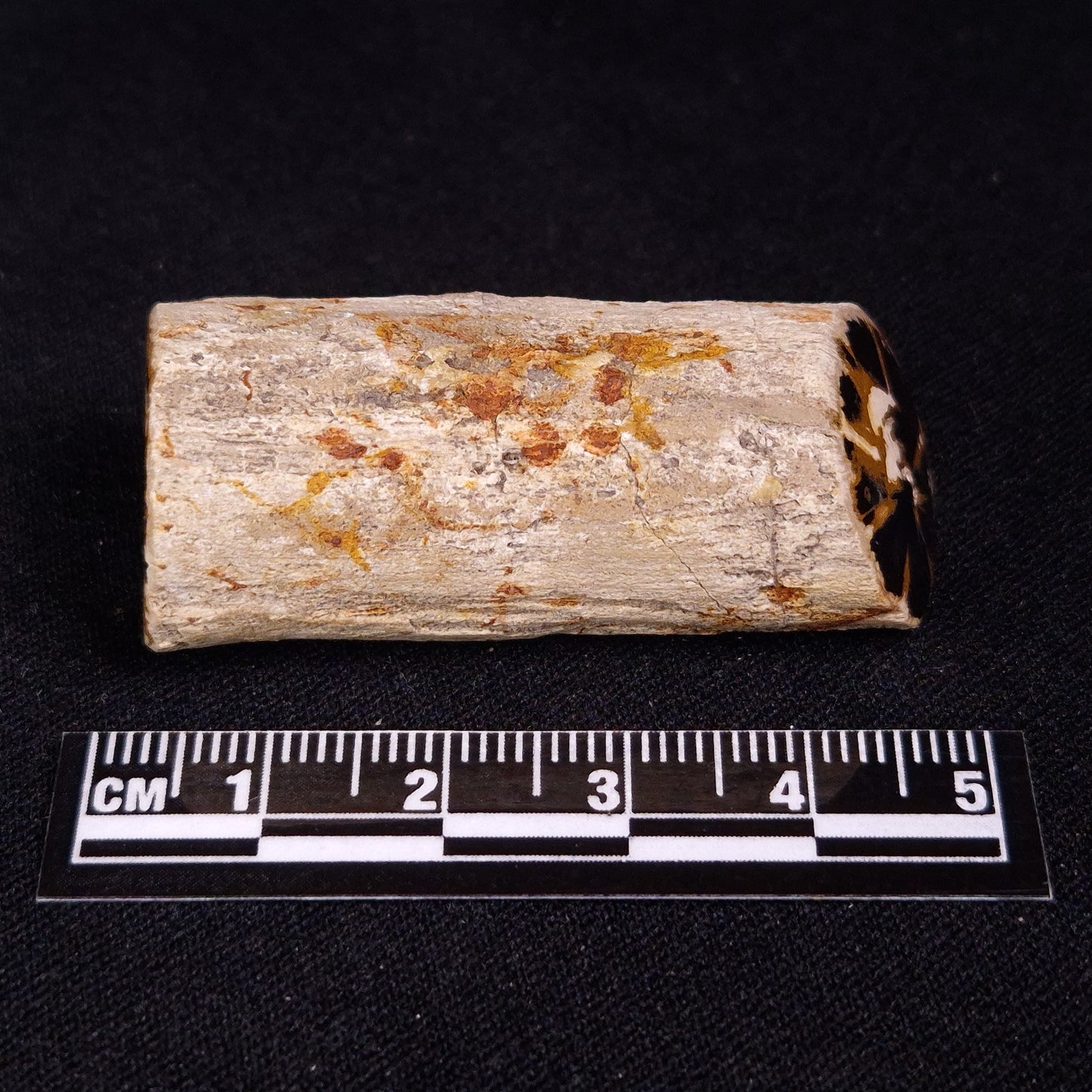 PETRIFIED WOOD, Jurassic, Australia XPL023
