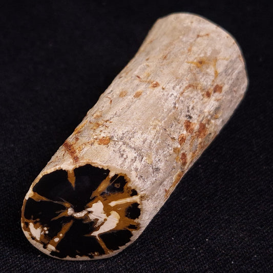 PETRIFIED WOOD, Jurassic, Australia XPL023