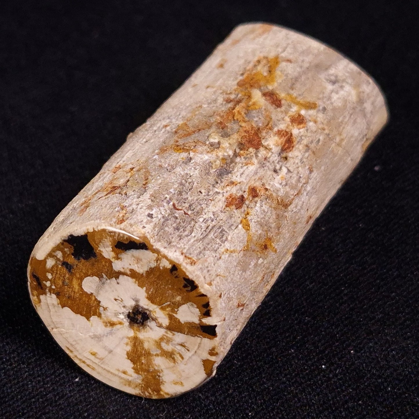 PETRIFIED WOOD, Jurassic, Australia XPL023