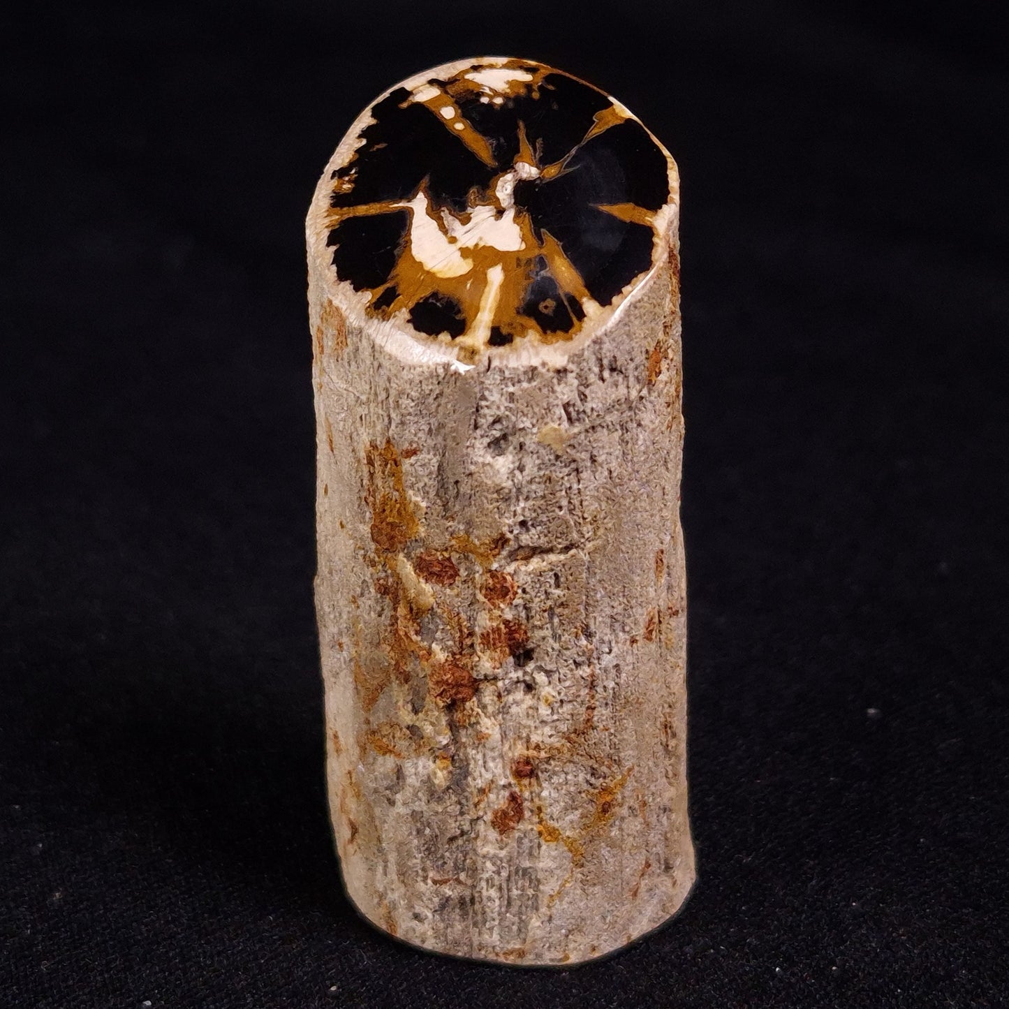 PETRIFIED WOOD, Jurassic, Australia XPL023