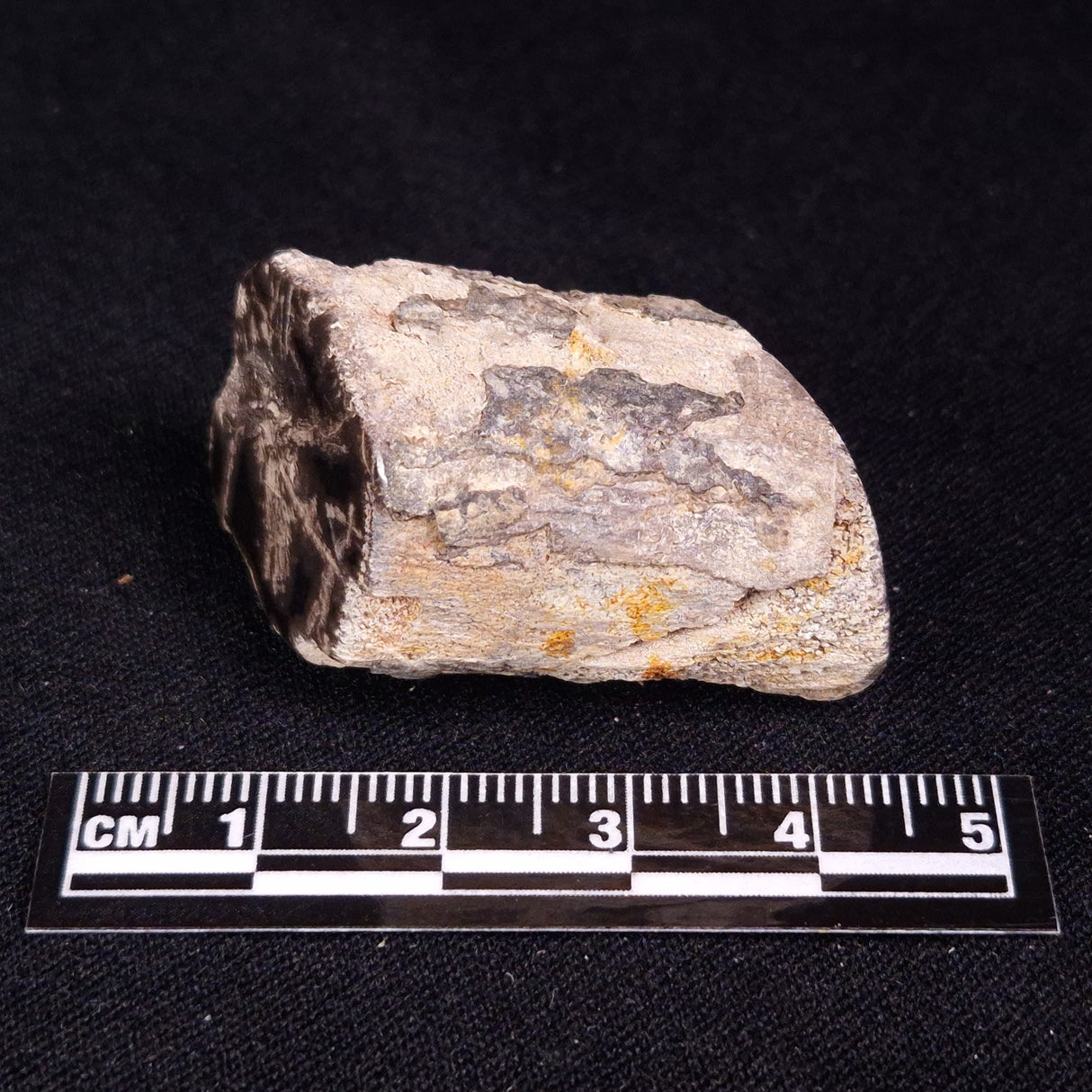 PETRIFIED WOOD, Jurassic, Australia XPL024