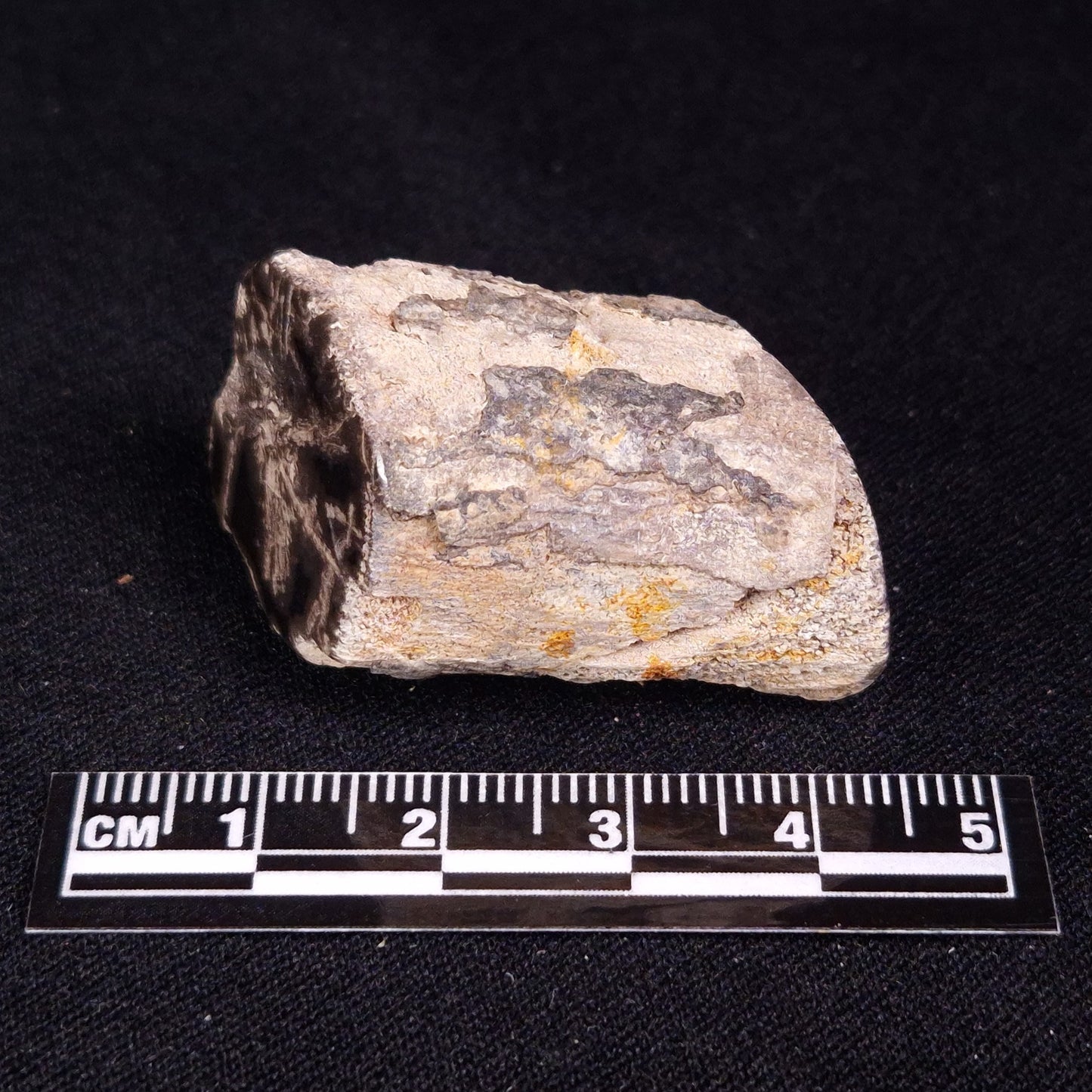 PETRIFIED WOOD, Jurassic, Australia XPL024