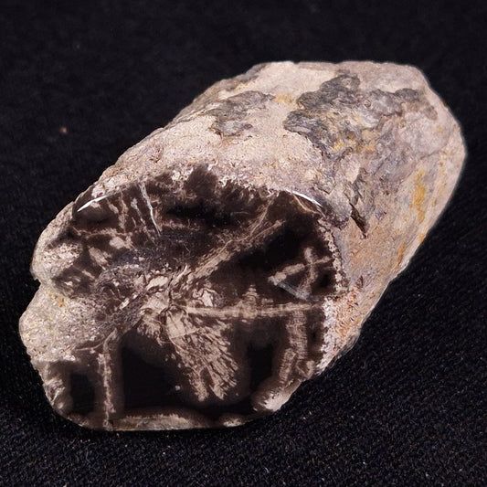 PETRIFIED WOOD, Jurassic, Australia XPL024